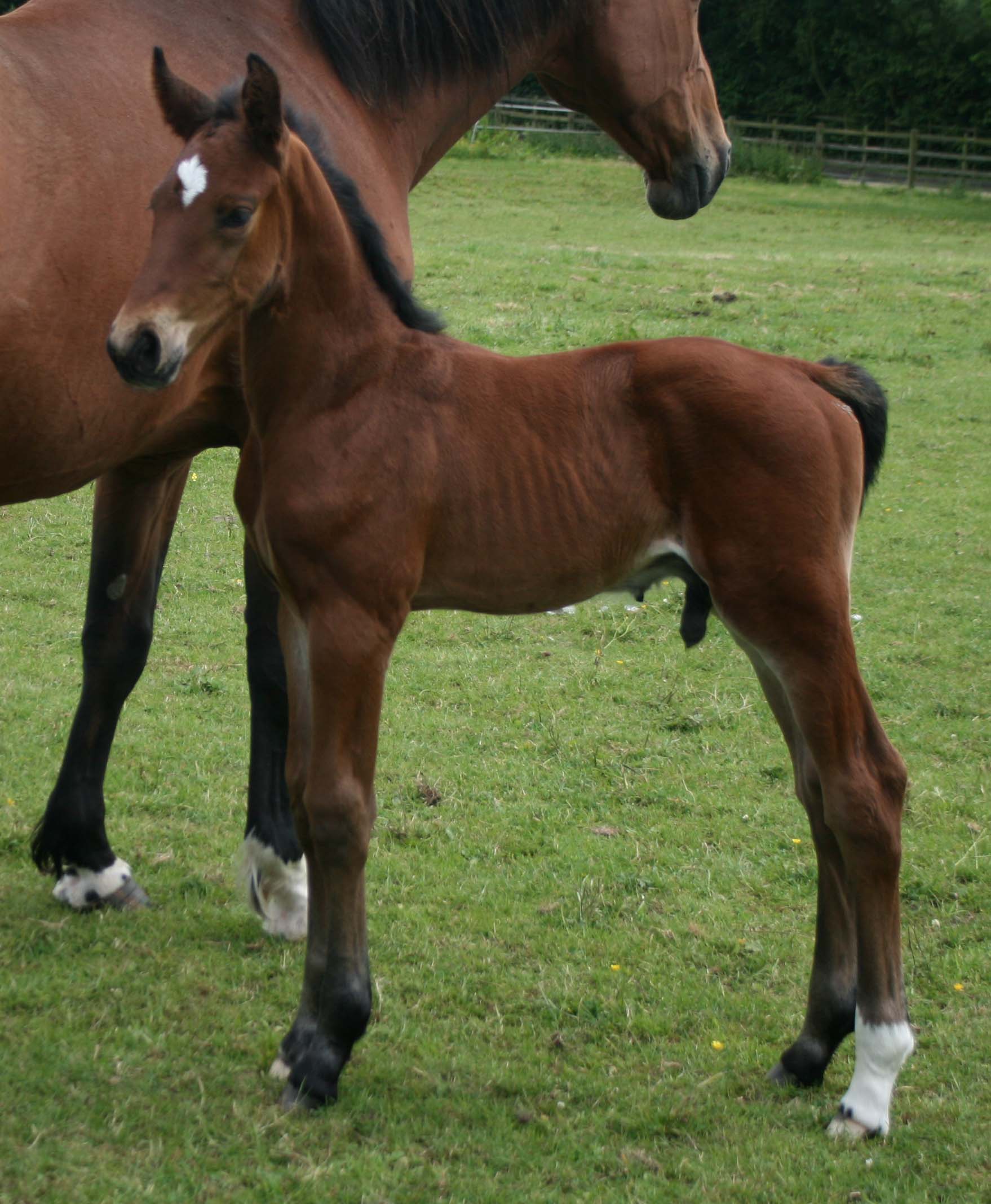 Foals Horse